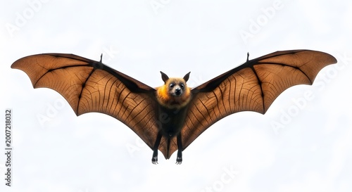 Flying Fox Bat Spreading Wings Against White Background.