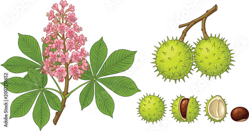 Vászonkép Horse Chestnut Tree Illustration Set with Flowers, Leaves, Nuts, and Seeds for B