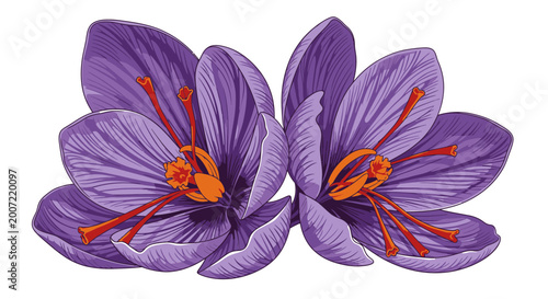Saffron Crocus Flower Illustration with Red Stigmas