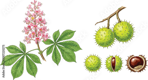 Tableau sur toile Horse Chestnut Botanical Illustration Set with Leaves Flowers Spiky Fruits and S