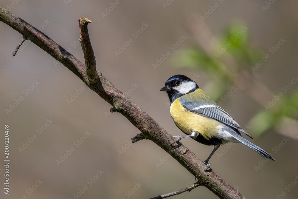 Obraz premium Sikorka bogatka (Parus major) 