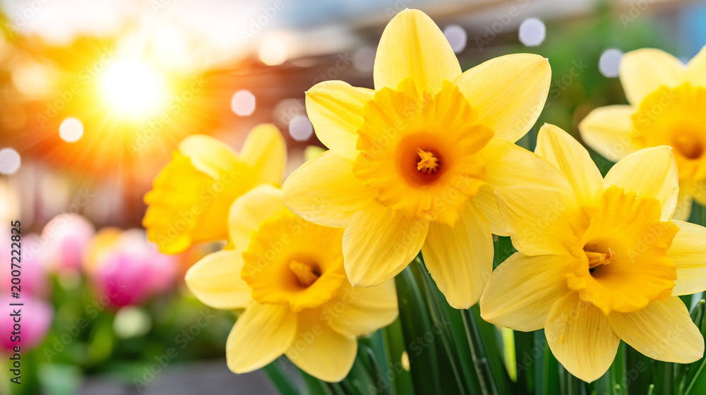 Fototapeta premium Yellow daffodils in full bloom with bright sunlight and bokeh background daffodil sunlight sunshine