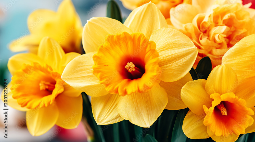 Fototapeta premium Close up of bright yellow daffodil flowers in bloom with petals and orange centers daffodil narcissus