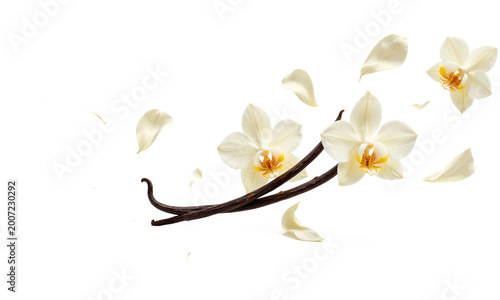 Vanilla beans orchids isolated dried aromatic pods with white flowers and falling petals on a transparent background