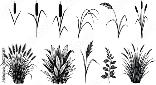 Botanical silhouettes of different species of wild grass and aquatic plants such as bulrushes and reeds on a clean white background with silhouette botanical collection vegetation isolated