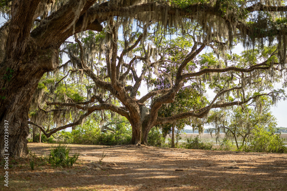 Fototapeta premium Large oak trees with hanging moss in open area during daytime on a sunny day in the countryside