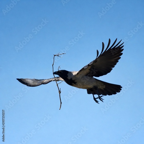 Hooded crow flying through a clear blue sky carrying a twig.