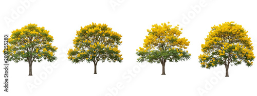 Four blooming yellow Cassia fistula trees isolated on black background