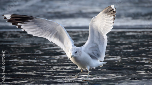 Vászonkép Seagull standing on wet sand with wings fully extended, captured in natural light with soft reflections