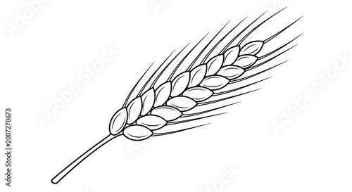 Detailed line art drawing of a single ear of wheat with many grains and long awns perfect for agricultural and organic food branding projects.