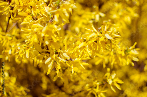 Bright yellow forsythia flowers in spring bloom
