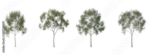 Four realistic eucalyptus tree models isolated on a black background