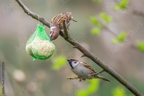 Photos Mazurek, wróbel polny (Passer montanus)