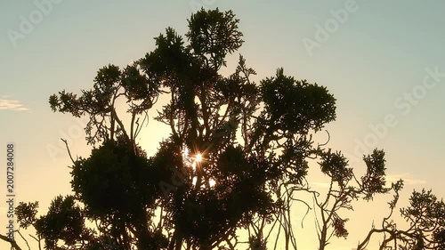Dramatic Morning Sun Rays Through Nature in Cinematic Style
