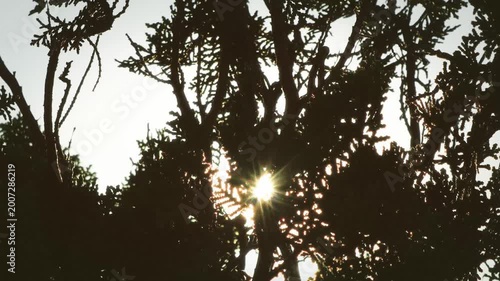 Dramatic Morning Sun Rays Through Nature in Cinematic Style
