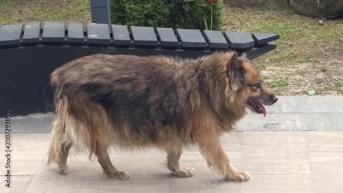 Homeless or sick dog with an injured limb walking across a park square