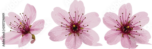Tableau sur toile Set of 3 Cherry Blossom Flower Vector Illustrations with Soft Pink Petals and De