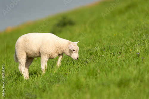 Sheep on the water at Easter. Netherlands, Zeeland, Oosterschelde.