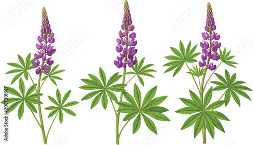 Photos Set of Three Lupine Flowers with Purple Blossoms and Green Leaves for Botanical,