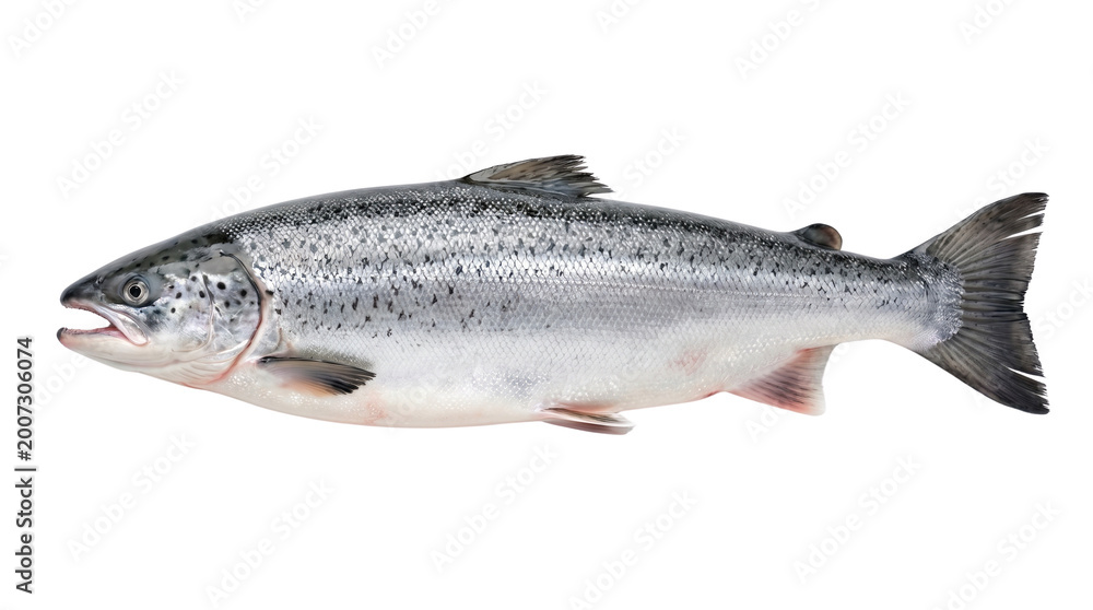 Obraz premium Fresh Atlantic salmon whole fish, raw silver salmon with scales and fins, organic seafood for culinary cooking and healthy dieting isolated PNG with Transparent Background