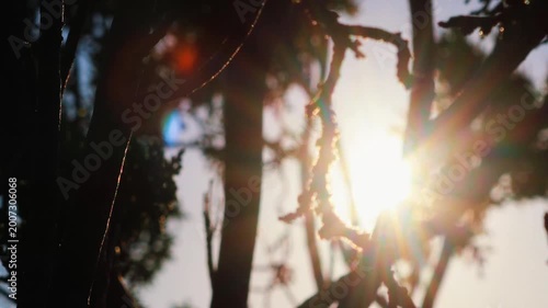 Dramatic Morning Sun Rays Through Nature in Cinematic Style