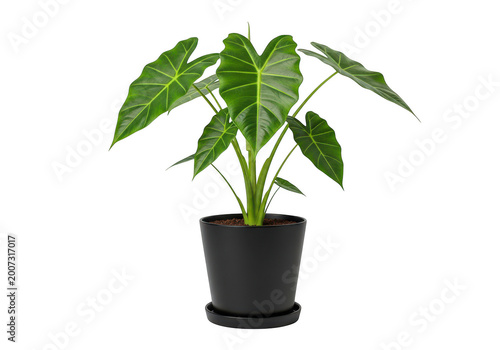 Potted alocasia plant with large green leaves and dark pot isolated on transparent background.