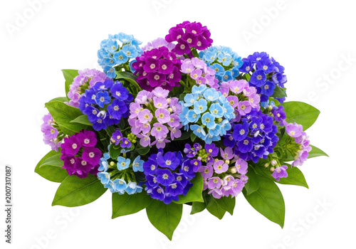 Beautiful bouquet of blooming primrose flowers in various shades of blue, purple, and pink, isolated on transparent background.
