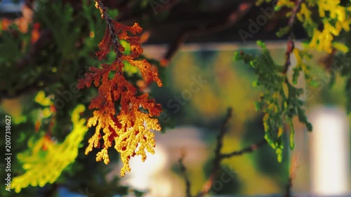 Dramatic Morning Sun Rays Through Nature in Cinematic Style