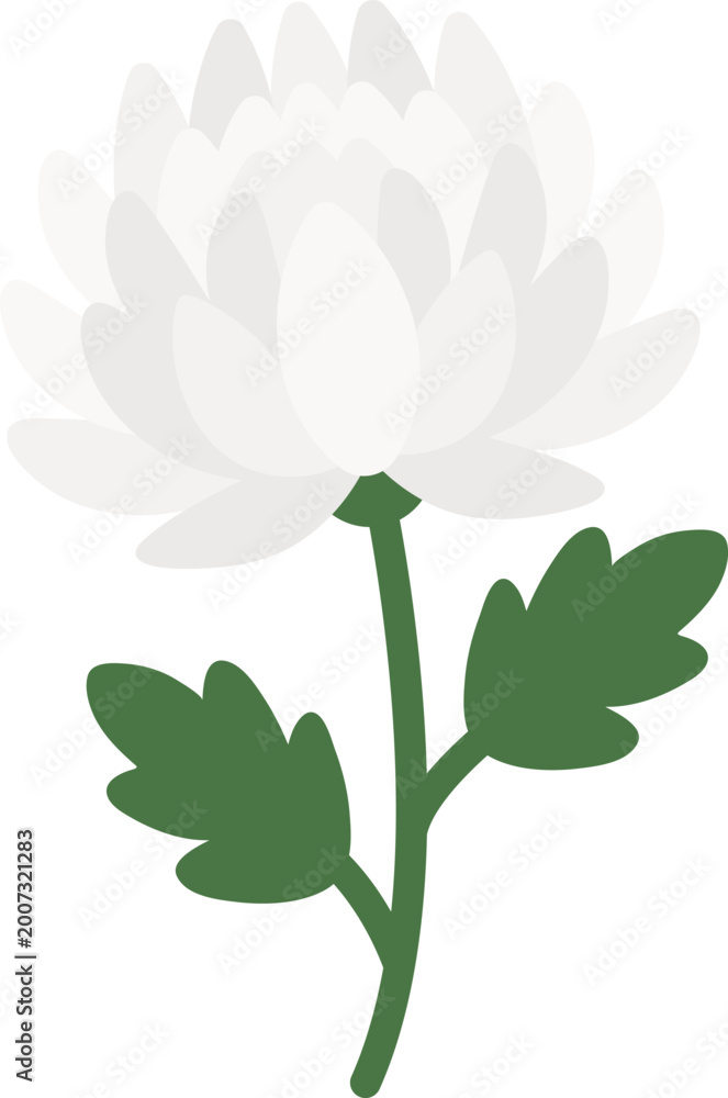 Fototapeta premium White Chrysanthemum