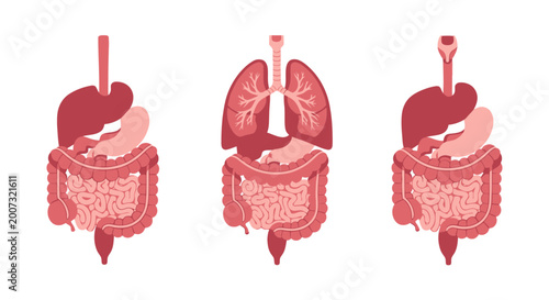 Human Internal Organs Illustration with Digestive and Respiratory Systems