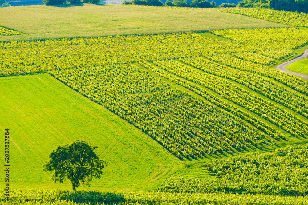 Naklejka premium Vineyards on hills, Jura wine region, Bourgogne-Franche-Comte in eastern France.