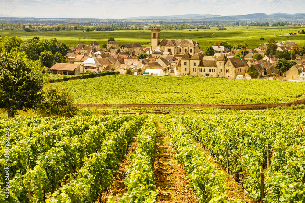 Obraz premium Summer vineyards landscape and village Pommard. Burgundy road. Cote de Beaune, Cote d'Or, France.