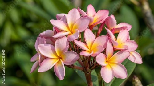 Pink plumeria flowers bloom in lush green tropical garden with sunlight
