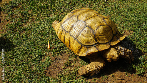 Cuadro en lienzo Land Tortoise Walking on Natural Ground