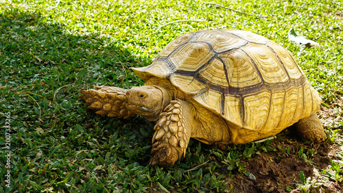 Foto Land Tortoise Walking on Natural Ground