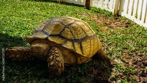 Φωτογραφία Land Tortoise Walking on Natural Ground