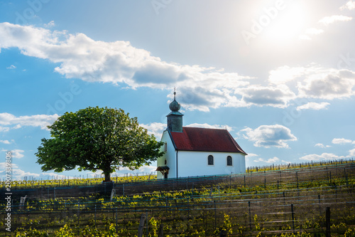 Photography vineyards, wine garden chapel in Neckenmarkt, Oberpullendorf District, Burgenlan