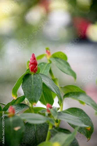 Costus spicatus Red flower, focus selective