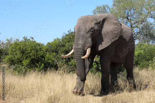 Photography Afrikanischer Elefant / African elephant / Loxodonta africana