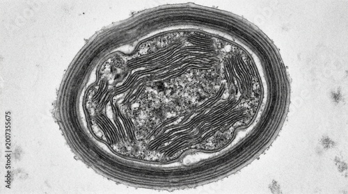 RNA Stress Granules Forming During Oxidative Stress