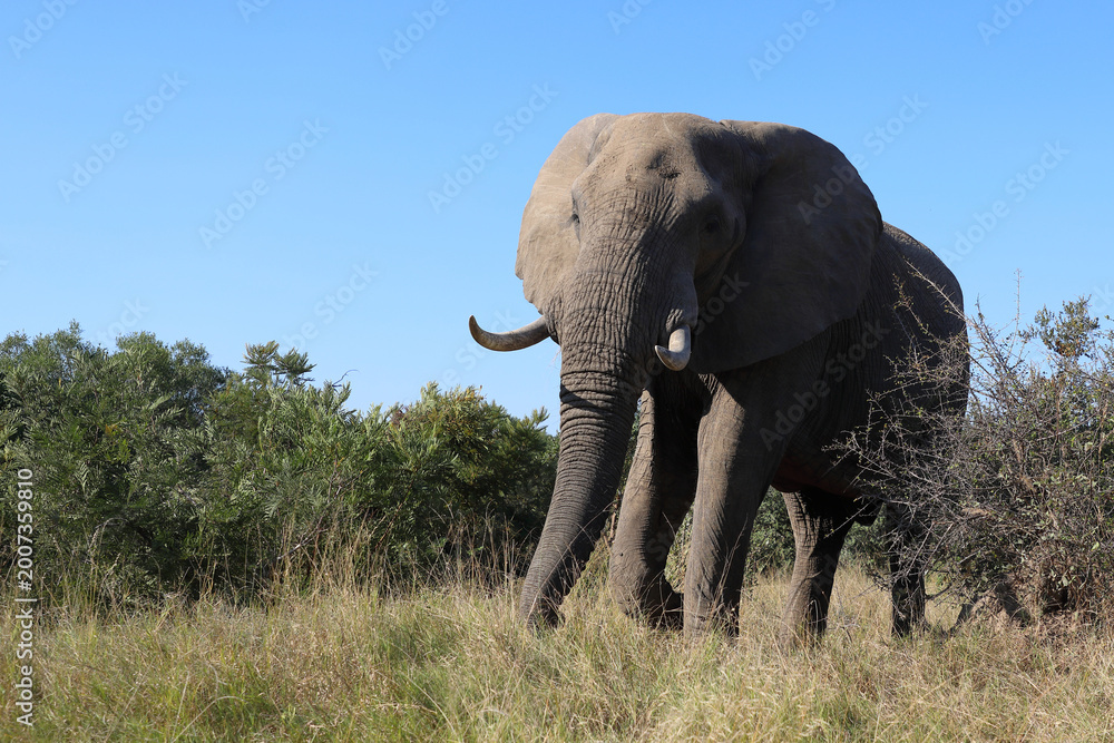 Fototapeta premium Afrikanischer Elefant / African elephant / Loxodonta africana