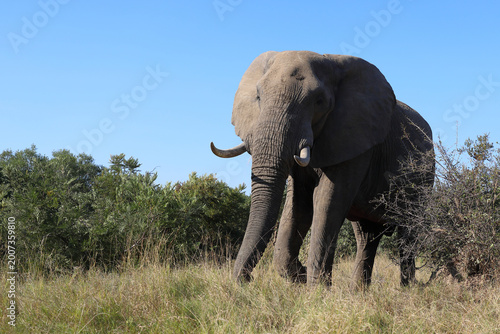 Canvas Print Afrikanischer Elefant / African elephant / Loxodonta africana