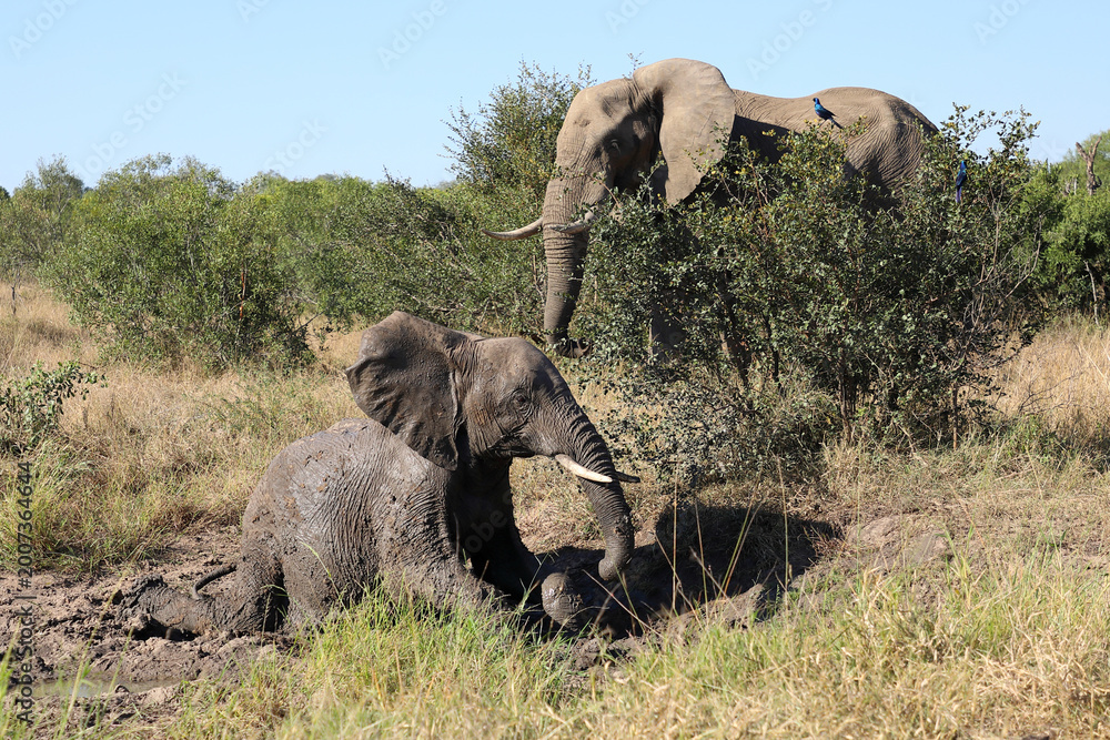 Fototapeta premium Afrikanischer Elefant im Schlamm / African elephant in the mud / Loxodonta africana