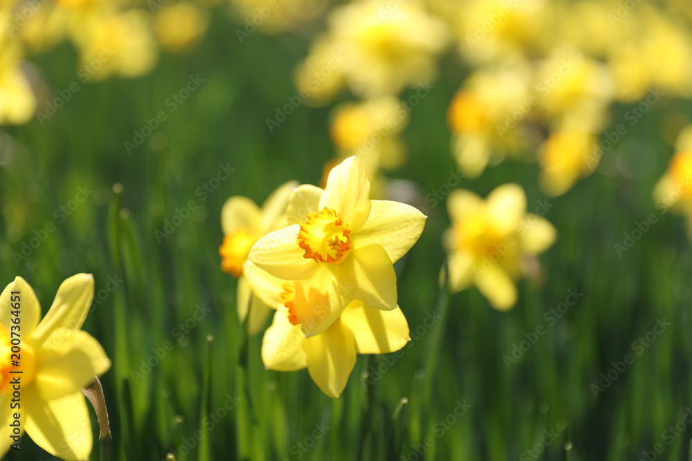 Fototapeta premium daffodils in spring