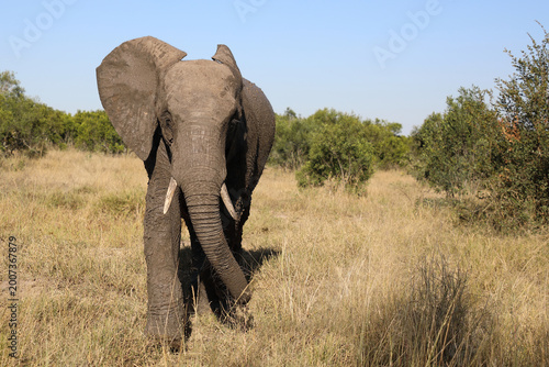 Foto Afrikanischer Elefant / African elephant / Loxodonta africana