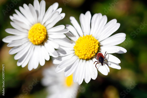 Quadro em tela deer tick, Ixodes scapularis, on daisy in spring, springtime is tick season, eve