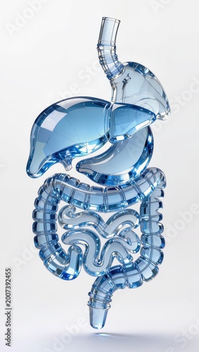 Transparent Crystal Glass Human Digestive System Anatomy White Background Medical Concept 3D Render