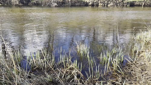 Nature by the river showing plants and water