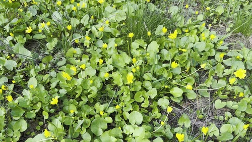 Flowers bloom in a green field during spring
