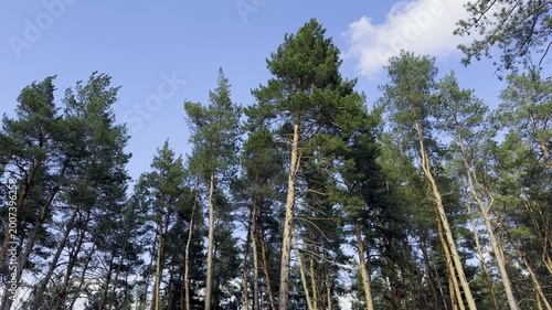 Tall trees sway gently in the breeze above